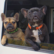 two dogs looking out a car window