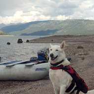 dog in the beach