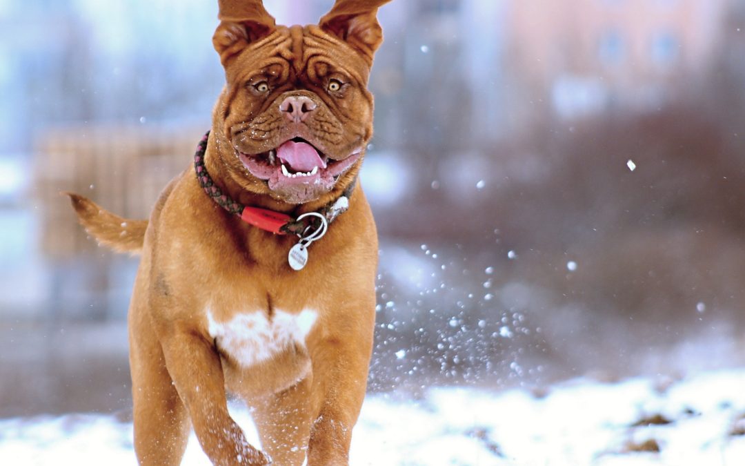 Play Outside With Your Dog This Winter