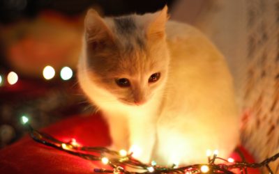 Keeping Your Pet Safe and Comfortable During the Holidays