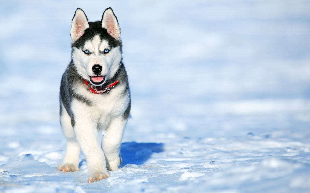 Winter Precautions for Pets