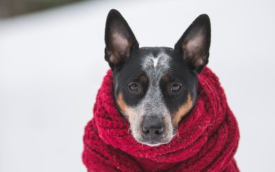 Winter Dog Walking Safety Tips