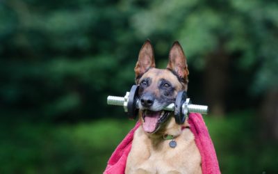 Canine Dental Health