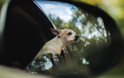 Tips for Traveling Safely with Your Pet