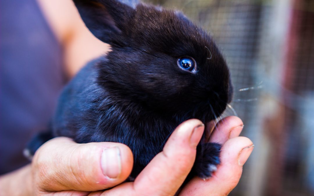 Bunny Bonding