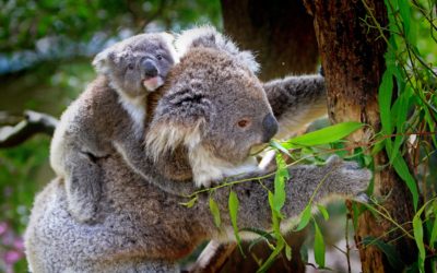 Fun Facts About Koalas