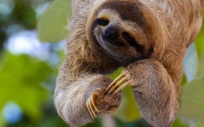 Fun Facts About Sloths