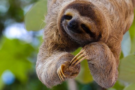 Fun Facts About Sloths