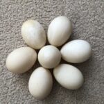 Duck Eggs