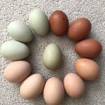 Chicken Eggs